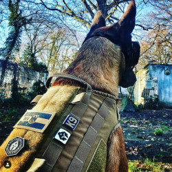 NightStripes, K9, green with red K9 Logo